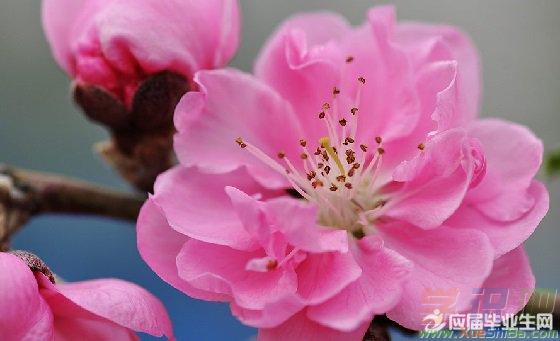 描写春天桃花的诗句有哪些