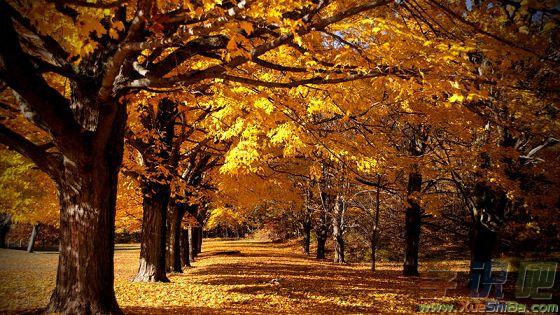 关于写秋天美丽的诗句有哪些