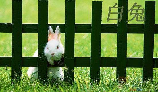 动物类英语作文：小白兔